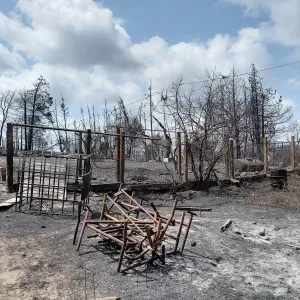 TUNUS (AA) – MEHMET AKİF TURAN – Tunus'taki orman yangınları