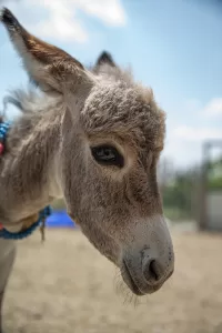 - Hayvanseverlerce Ankara-Niğde otoyolu üzerinde terk edilmiş halde bulunan ve