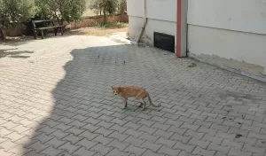 ADANA (AA) – Adana'nın Kozan ilçesinde bir apartman dairesinde çıkan