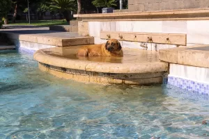 ADANA (AA) – Adana'da hava sıcaklığının 38 dereceye ulaşması hayatı