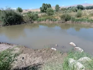 AĞRI (AA) – Ağrı'nın Taşlıçay ilçesinde serinlemek için Murat Nehri'ne