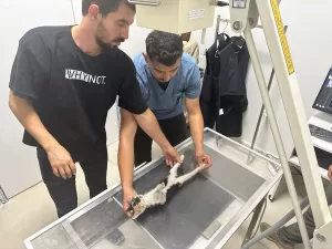 AMASYA (AA) – Amasya Belediyesince, barınak içinde oluşturulan modern hayvan