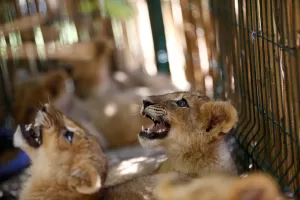 ANTALYA (AA) – Antalya'da Berkem Aslan Diyarı sakinleri, yaz mevsiminin