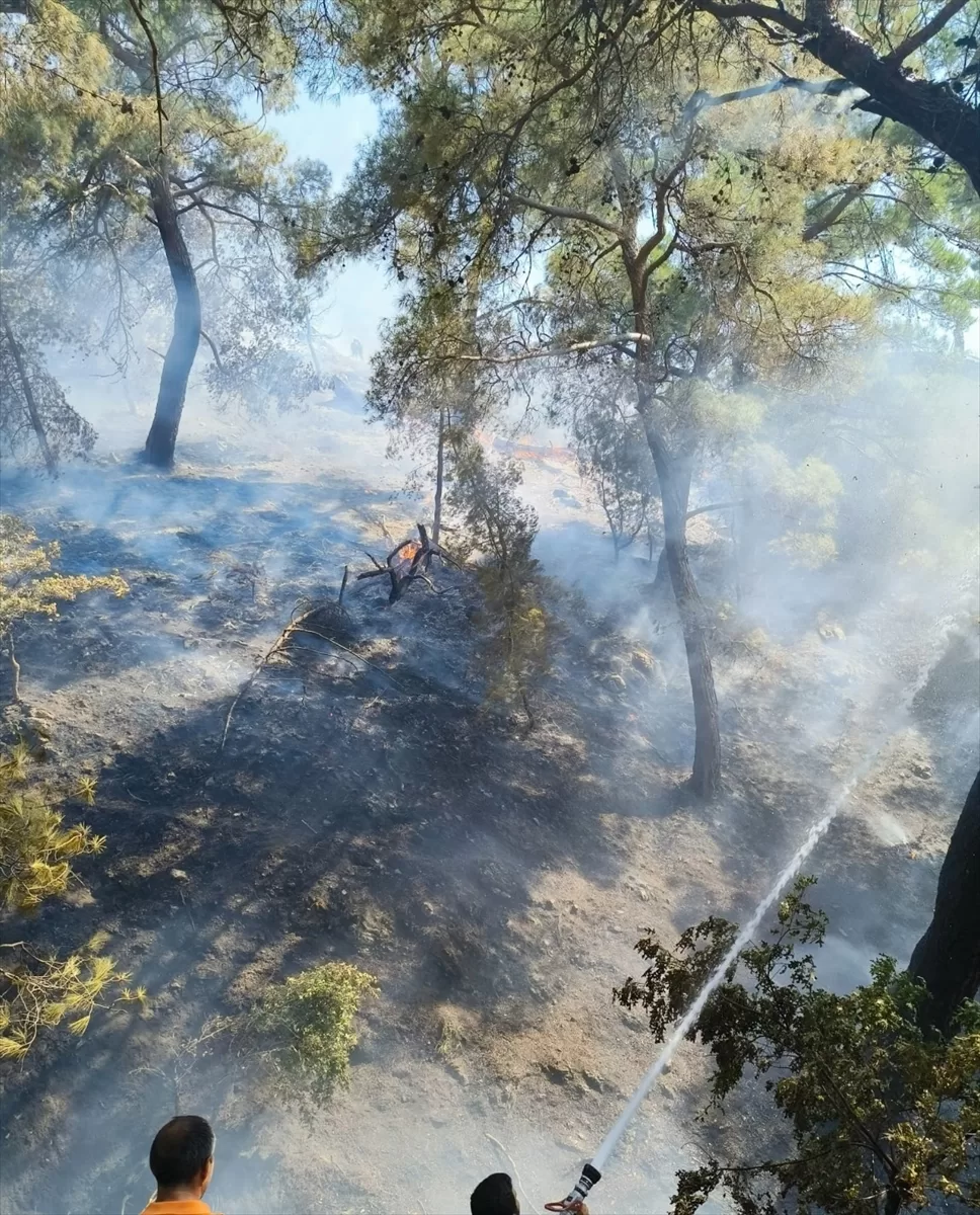Balıkesir'in Burhaniye ilçesinde orman yangını çıktı
