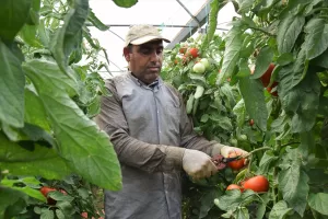 BİLECİK (AA) – Marmara Bölgesi'nin örtü altı tarımda önemli merkezlerinden