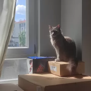 BOLU (AA) – Bolu'da yuttuğu iğne endoskopiyle midesinden çıkarılan kedi