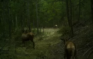 BOLU (AA) – MEHMET EMİN GÜRBÜZ – "Tabiatın kalbi" olarak
