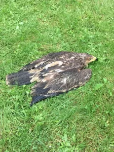 BOLU (AA) – Bolu'da ormancıların yaralı bulduğu şah kartalı, tedavi