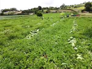 KOCAELİ (AA) – Kocaeli'nin Kandıra ilçesinde yıllardır üretilen, yetiştirilmesi ve