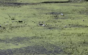 EDİRNE (AA) – Edirne'de, Tunca Nehri'nin debisinin düşmesiyle dipte biriken