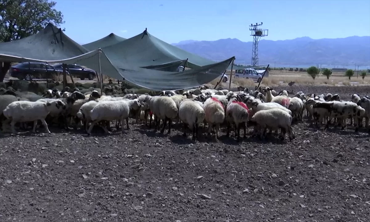 Elazığ'da 1. Geleneksel Koç Katım Şöleni düzenlendi