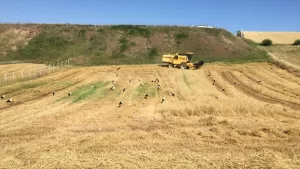 ÇORUM (AA) – Çorum'un Dodurga ilçesinde göç yolundaki leylekler, buğday