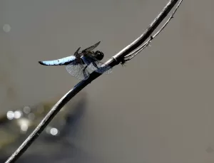 KARS (AA) – Kars'ın Sarıkamış ilçesindeki Asboğa Gölü'nde son günlerde