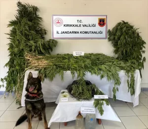 KIRIKKALE (AA) – Kırıkkale'nin Karakeçili ilçesinde mısır tarlasında uyuşturucu yetiştirdiği