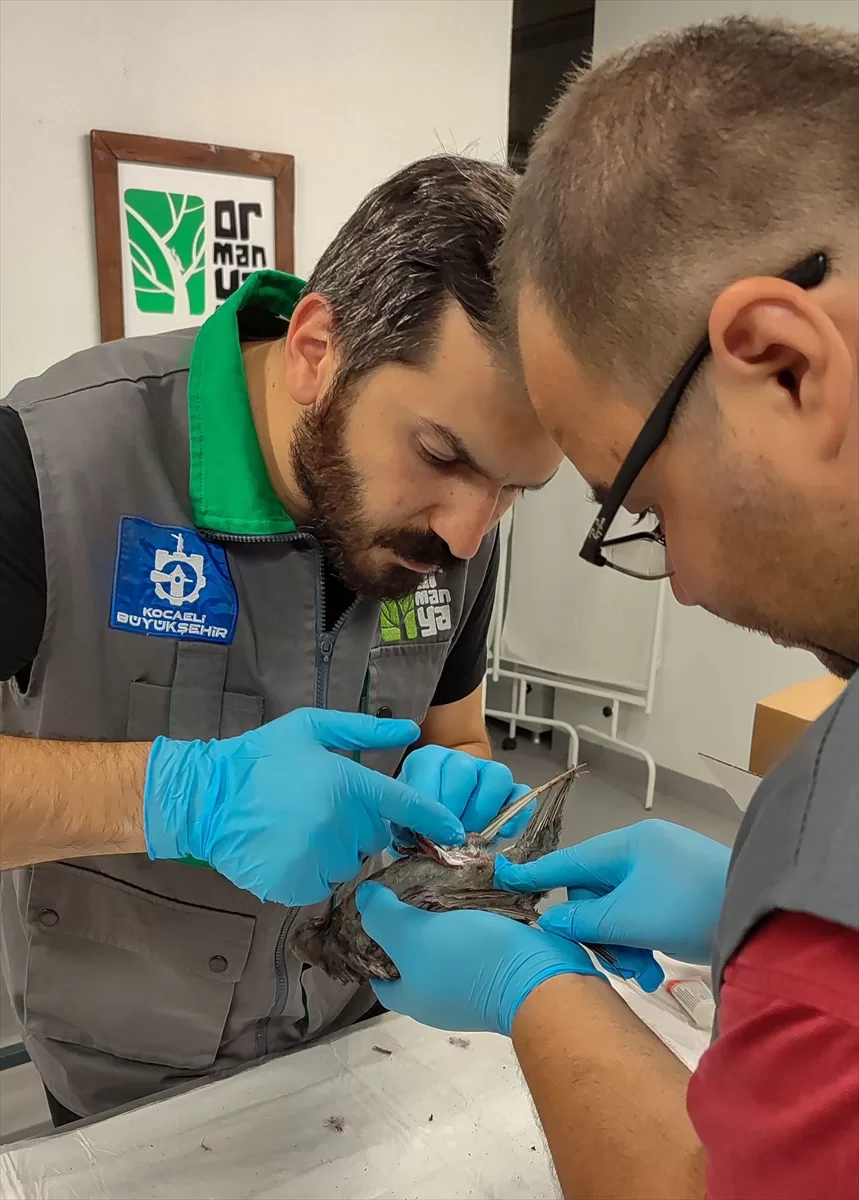 Kocaeli'de TMO silosundaki patlamada yaralanan güvercinler tedaviye alındı