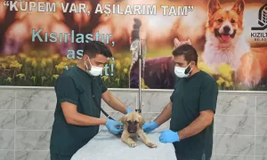 MARDİN (AA) – Mardin'in Kızıltepe ilçesinde yavru köpeğe başına demir
