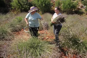 MERSİN (AA) – Mersin'in Erdemli ilçesinde ailesinden kalan atıl araziyi