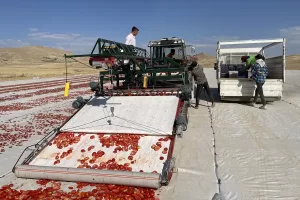 ELAZIĞ (AA) – Elazığ'da mevsimlik tarım işçileri, kesip kurutmaya bıraktıkları