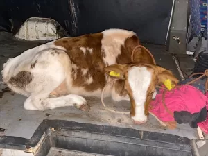 OSMANİYE (AA) – Osmaniye’nin Kadirli ilçesinde büyükbaş hayvan çaldıkları iddiasıyla