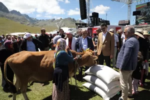 - 2 bin 640 rakımlı yayladaki şenlikte "inek güzellik" yarışması