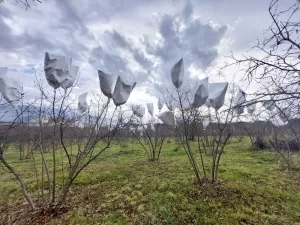 SAKARYA (AA) – Sakarya Uygulamalı Bilimler Üniversitesi (SUBÜ) Ziraat Fakültesi,
