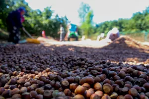 SAKARYA (AA) – Sakarya'nın Kocaali ilçesinde fındık hasadına devam eden