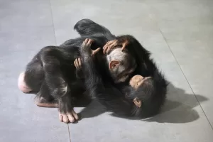 GAZİANTEP (AA) – Gaziantep Doğal Yaşam Parkı sakinlerinden 5 yaşındaki