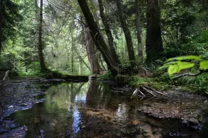GİRESUN (AA) – Giresun'da şelaleleri, gölleri ve subasar ormanlarıyla dikkati