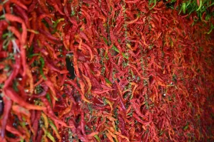 EDİRNE (AA) – Edirne'nin meşhur lezzeti tava ciğerinin garnitürü acılığı