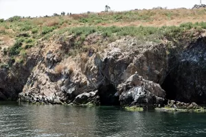 İSTANBUL (AA) – GÜLSELİ KENARLI – Deniz Yaşamını Koruma Derneği,