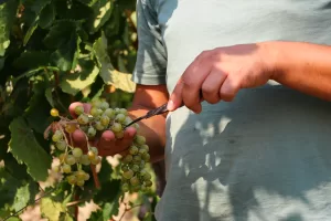 TEKİRDAĞ (AA) – Tekirdağ'da bağcılık yapılan 37 bin dekar alanda