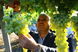 TEKİRDAĞ (AA) – Tekirdağ'da Süleymanpaşa Belediyesi ve Tekirdağ Bağcılık Araştırma