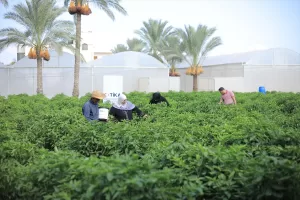 GAZZE (AA) – Türk İşbirliği ve Koordinasyon Ajansı Başkanlığı (TİKA),