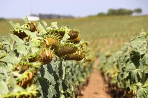 TEKİRDAĞ (AA) – MESUT KARADUMAN – GÖKHAN ZOBAR – UFUK