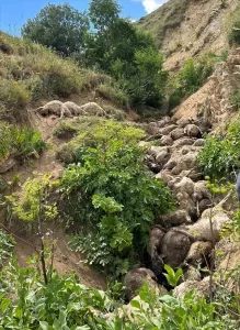 VAN (AA) – Van'ın Erciş ilçesinde uçurumdan düşen 117 küçükbaş