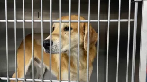 ZONGULDAK (AA) – Zonguldak'ın Karadeniz Ereğli ilçesinde kesici aletle yaralanmış