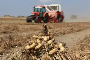 ADANA (AA) – Adana'da hasadına başlanan yer fıstığında 106 bin
