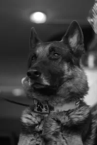 ESKİŞEHİR (AA) – AKUT Arama Kurtarma Derneği Eskişehir ekibinde 9