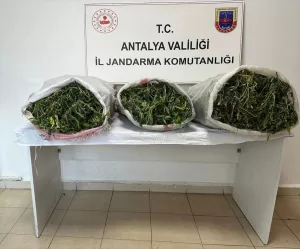 ANTALYA (AA) – Antalya'nın Kaş ilçesinde kiraladığı seralarda uyuşturucu yetiştiren