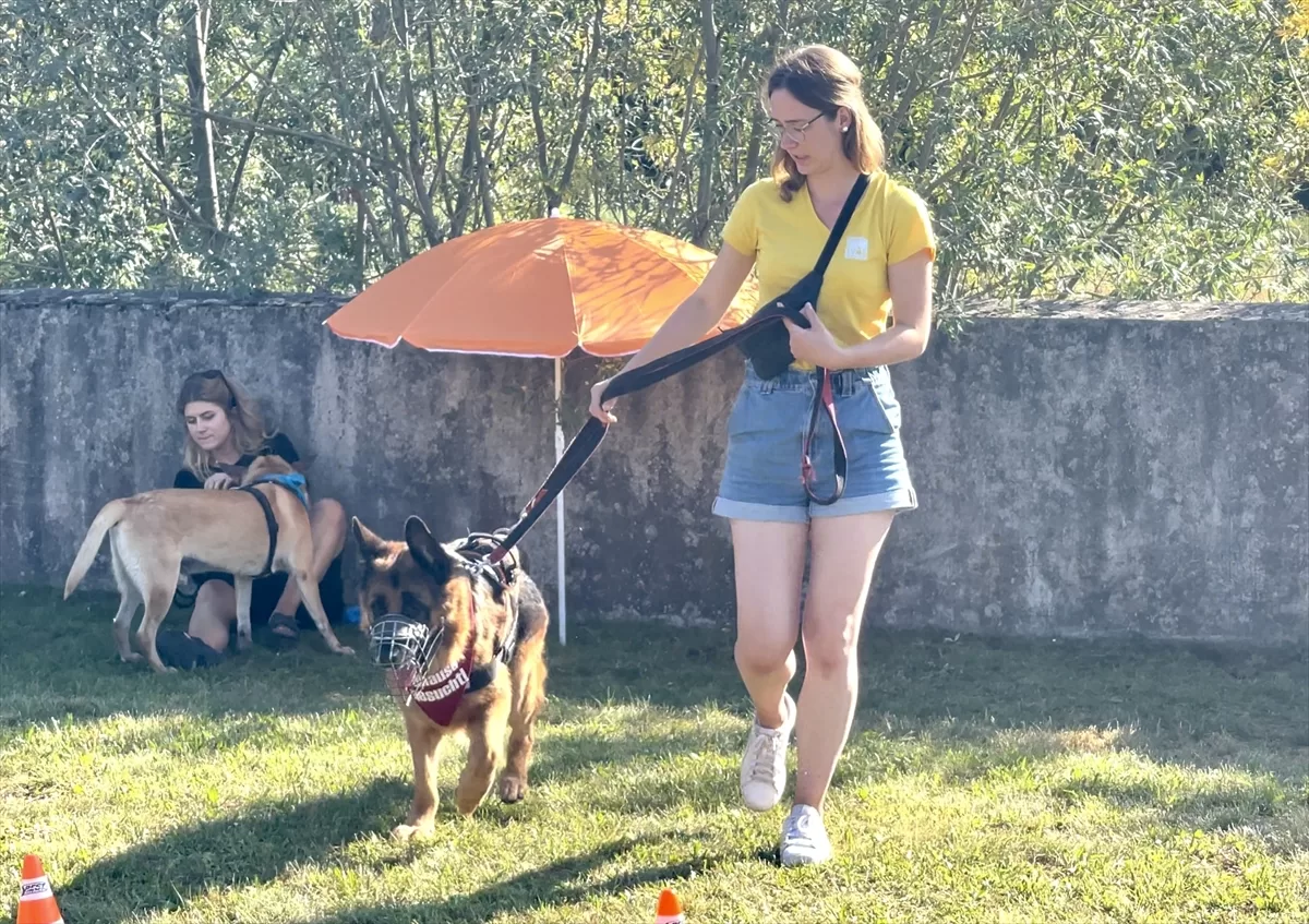 DOSYA HABER/AVRUPA'DA SAHİPSİZ HAYVANLAR – Almanya, sahipsiz köpekleri mutlaka barınaklarda topluyor
