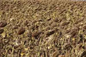 EDİRNE (AA) – Edirne, Kırklareli ve Tekirdağ'da etkili olan kuraklık