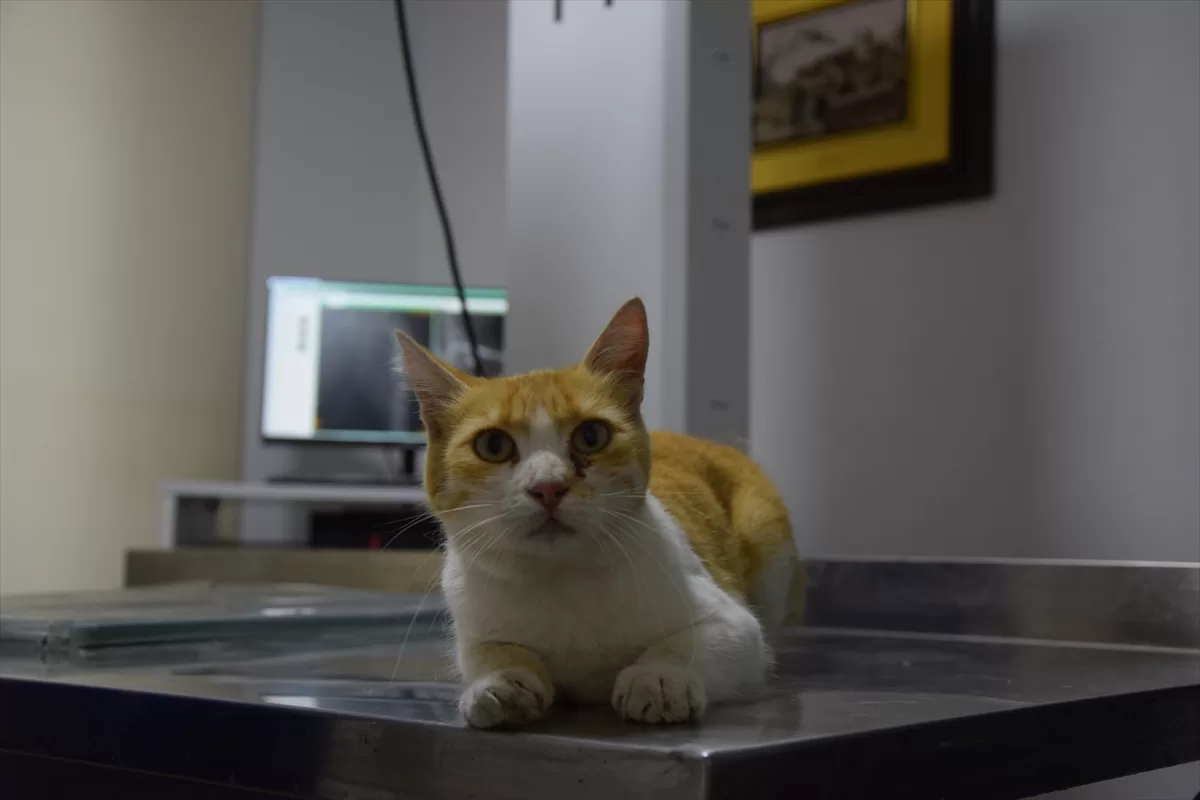 Bilecik'te sahipsiz kedi “Sarmal”ın kırılan bacağı ameliyatla tedavi edildi