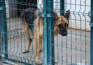 BİLECİK (AA) – Bilecik'in Osmaneli ilçesinde kurulan Hayvan Hastanesi ve