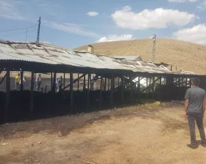 BİNGÖL (AA) – Bingöl'ün Karlıova ilçesinde bir ahırda çıkan yangında,