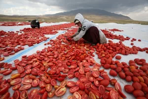 BİTLİS (AA) – Bitlis'in Adilcevaz ilçesinde, Süphan Dağı eteklerindeki verimli