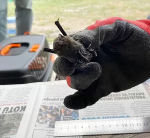 BOLU (AA) – Bolu'da bir yayla evindeki sobaya giren "cüce