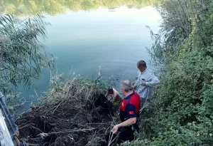 ÇORUM (AA) – Çorum’un Osmancık ilçesinde nehre düşen inek itfaiye