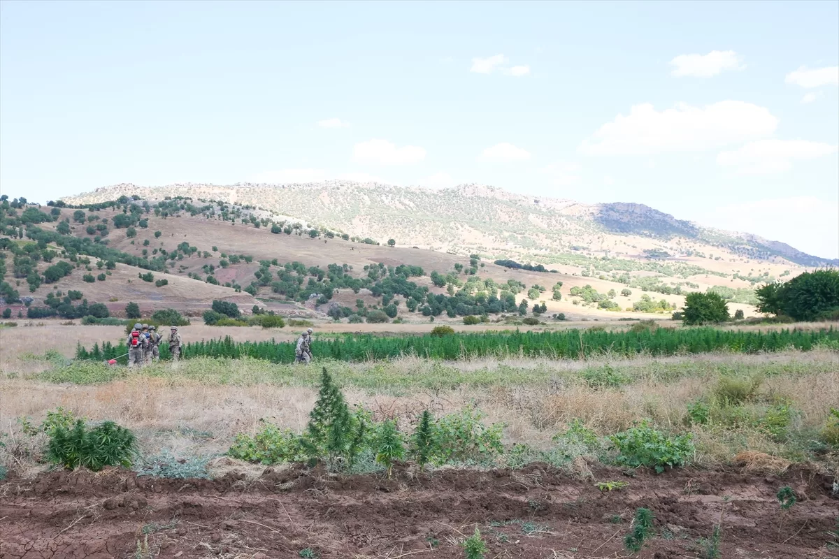 Diyarbakır'da 2 ton 121 kilogram esrar, 13 milyon 514 bin 550 kök kenevir bitkisi ele geçirildi