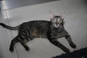 DİYARBAKIR (AA) – AYDIN ARİK – Diyarbakır'ın merkez Kayapınar ilçesinde