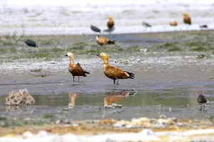 VAN (AA) – Van'ın İpekyolu ilçesinde bulunan Erçek Gölü, göç